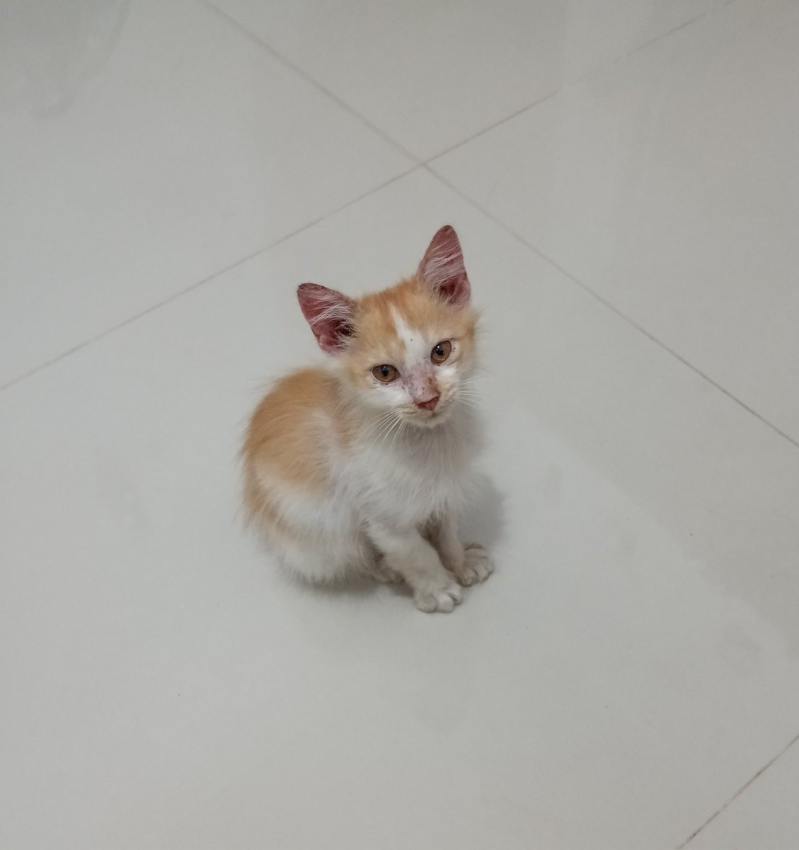 Amaaisan's tweet photo. Buat yang di Yogyakarta, ni ada bocil nangis dateng ke kosan cari emaknya. Udah gw mandiin + kasih maem. 
. 
Badannya gemeteran dan treak2 mulu, bingunbh gw, kaga punya nenen soalnya. Yang mau ambil malem ini silahkan DM (serius) https://t.co/lvlCsXTS2N