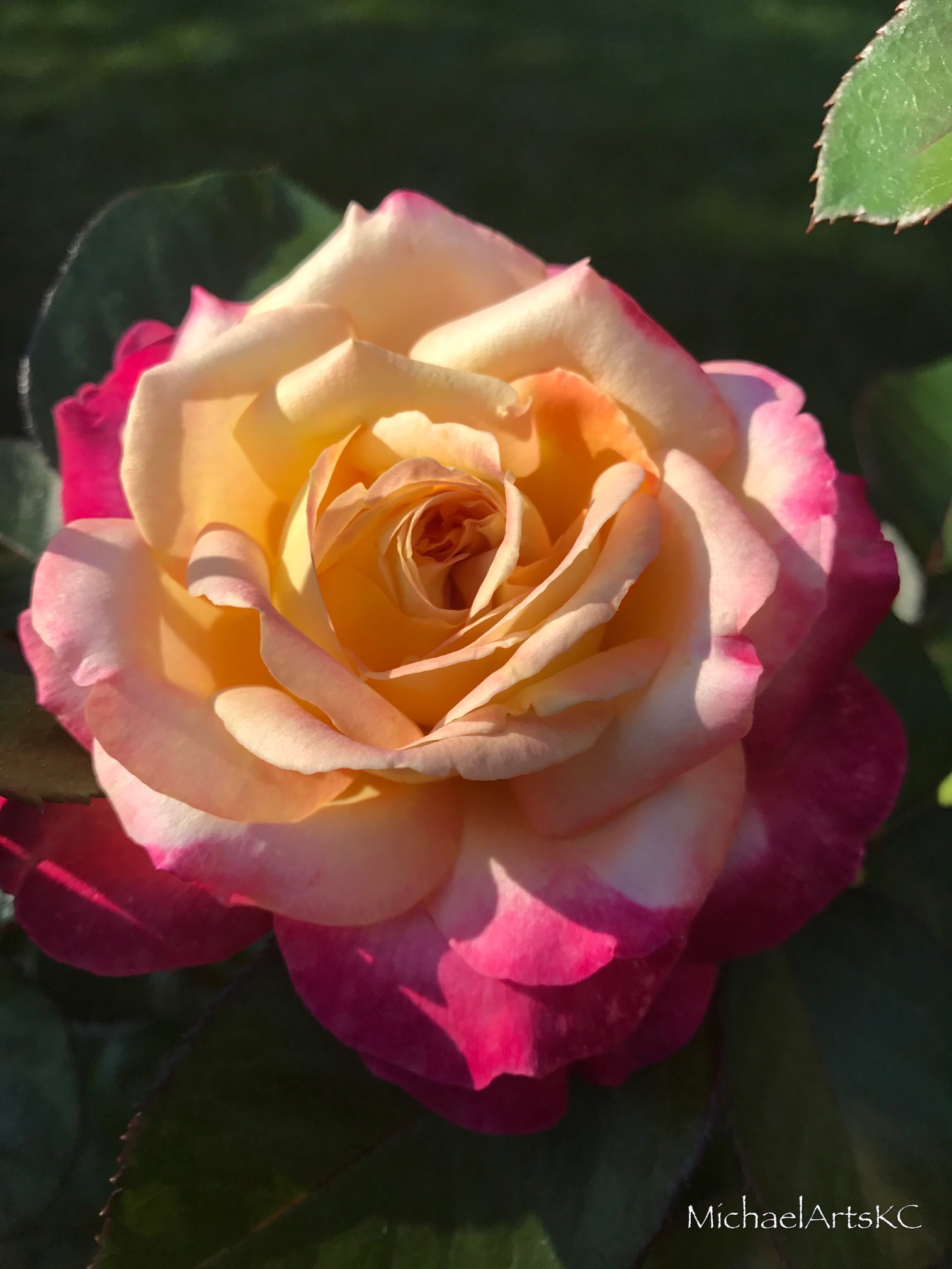 Enchanted Peace™ Hybrid Tea Rose