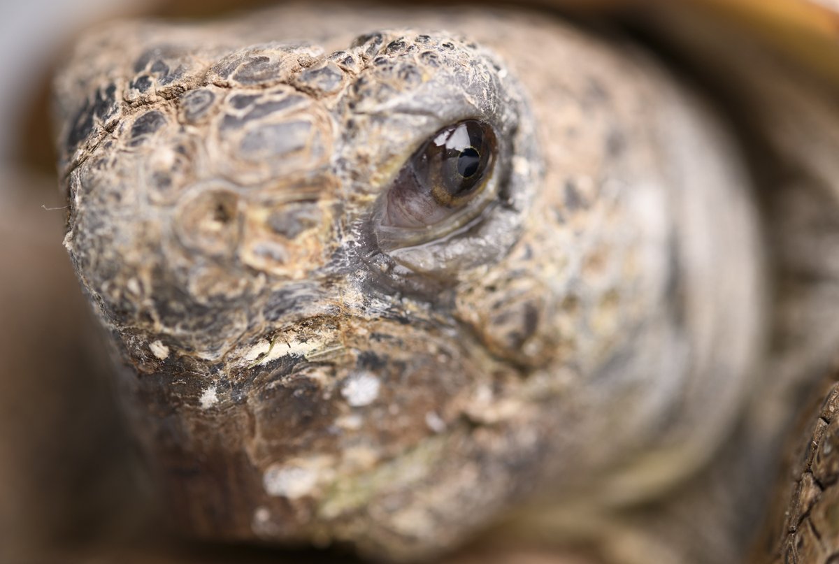 We will continue to offer free admission today (Thursday) and Friday. It’s been a difficult week and for those looking for a place to spend some time with family. We will be open 9:30 to 4:30. 💚LS