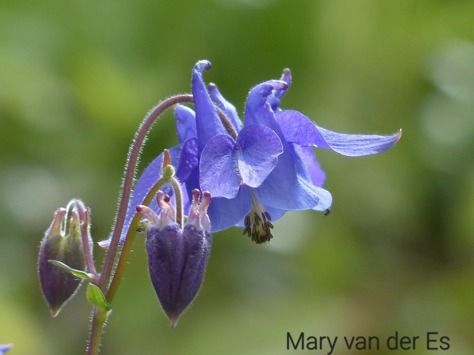 #junibloeiers

#Tuinakelei #Aquilegia_vulgaris .

@vule_rock_nroll