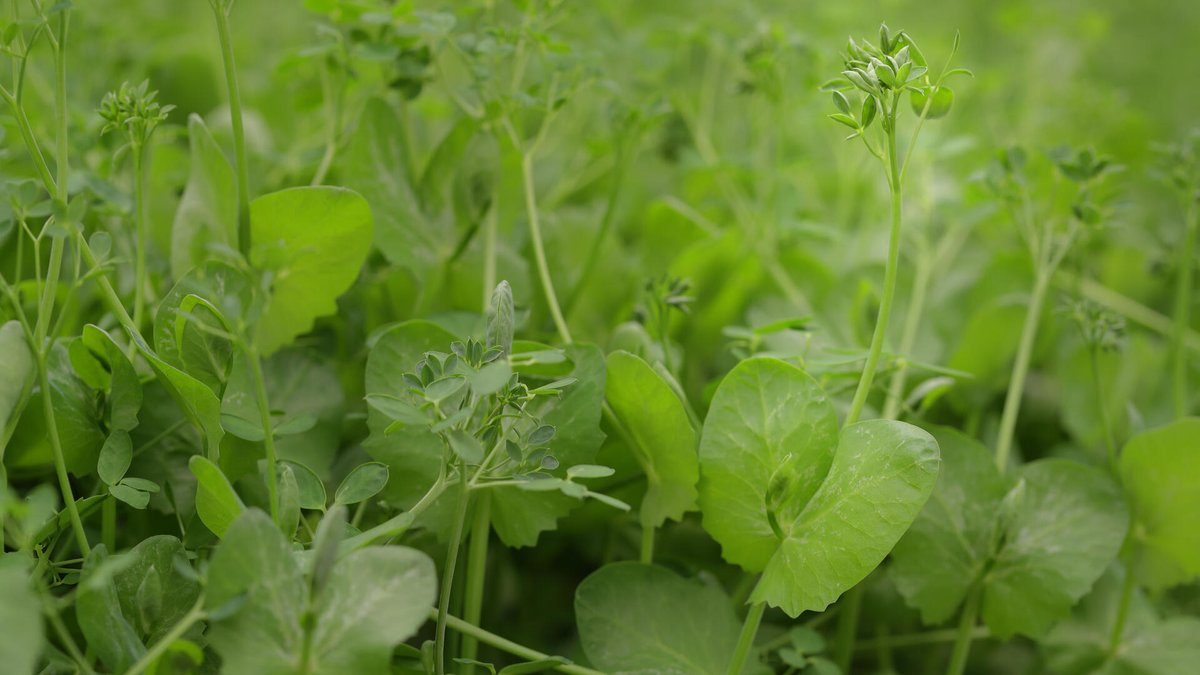 Fully available! Salad Pea has the subtle flavour of fresh garden peas, with a sweet, nutty aftertaste and a crunchy bite -> koppertcress.com/en/products/sa… #koppertcress #saladpea