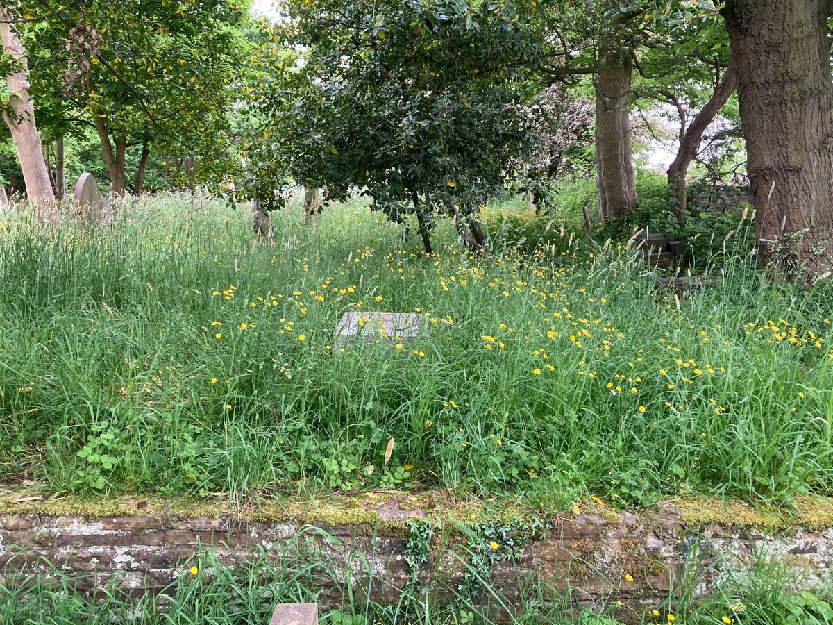 We have buttercups, lots of them!