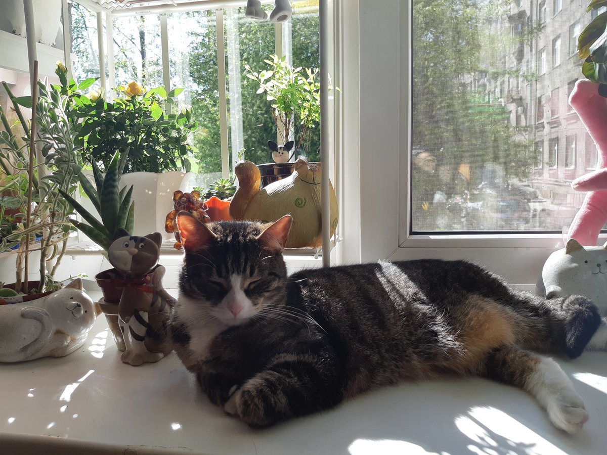 Коты. Начни день с улыбки🐱😺