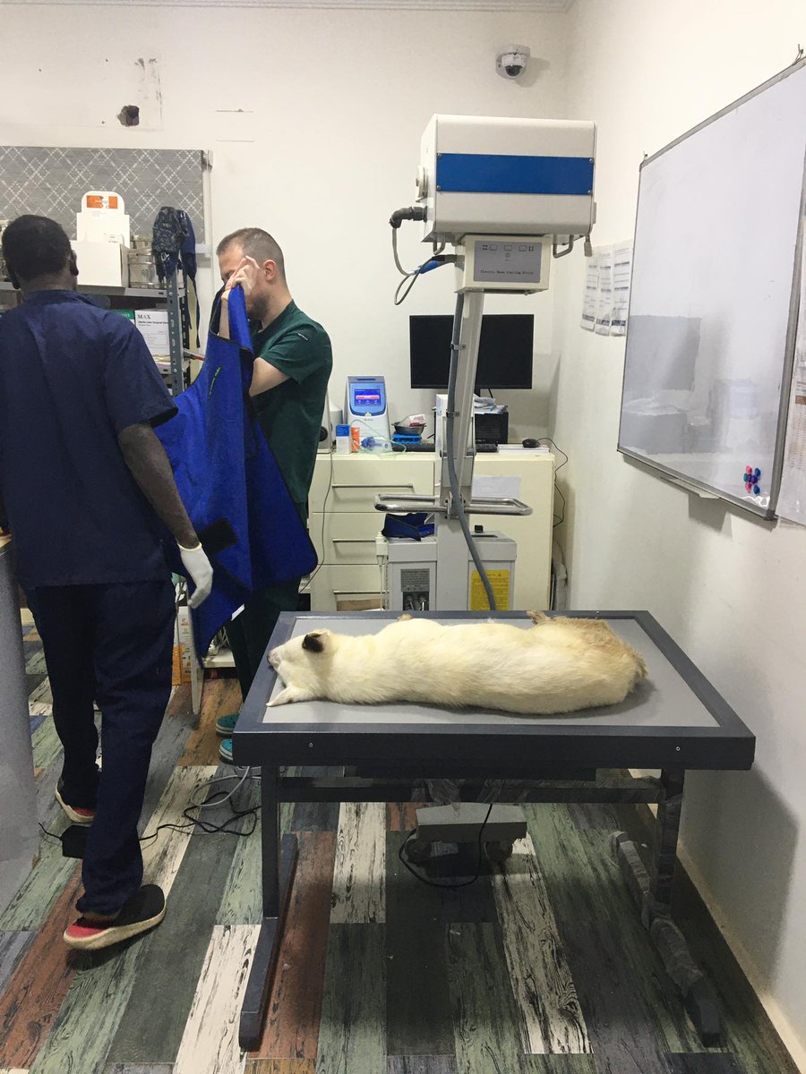 MiriMission's tweet photo. Pls #RT 
Please help to support Wally's ongoing medical costs 
https://t.co/Ln29CzNqvd 
She was spayed this week &amp; will stay at the clinic for a day or 2 to recover. 

She still needs a forever home https://t.co/TfGtMQl2ar

 #dogsoftwitter #dogs  #thursdaymorning #thursdayvibes https://t.co/zw1ZYZVy1r