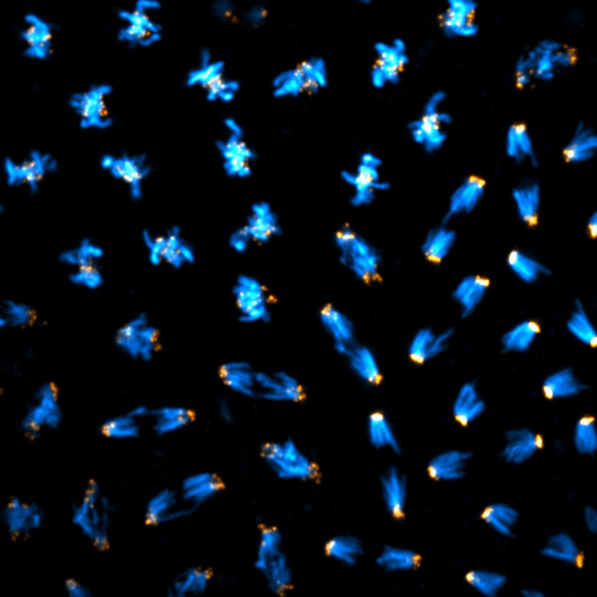 Please RT: *JOB ALERT* We have an open post-doc position in our lab to study sister chromatid resolution during mitosis. PM for more info. chromosomedynamicslab.com/post-doctoral-…