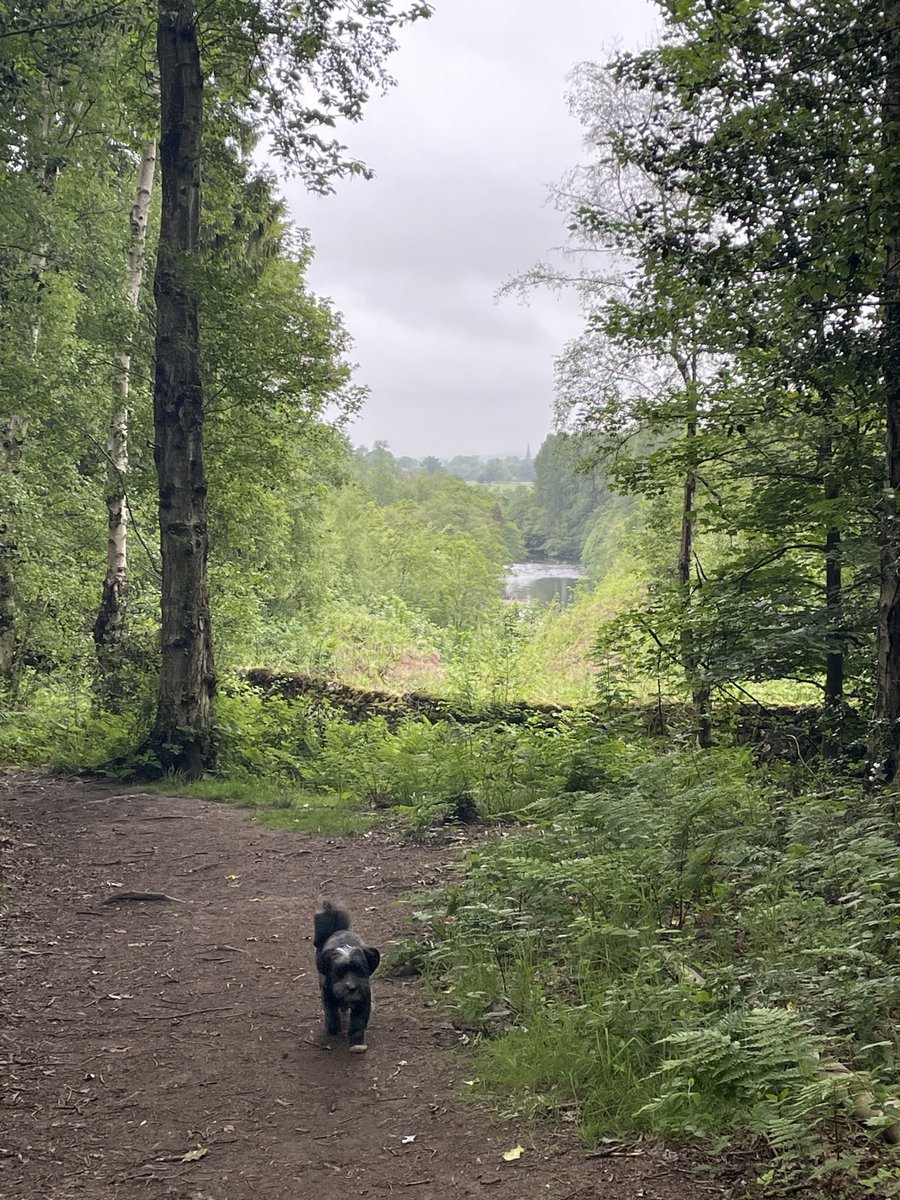 Paperback publication day #TheNightShip and we have treated ourself to a celebration walk in our happy place! #NorthYorkshire #dogsinhighvis