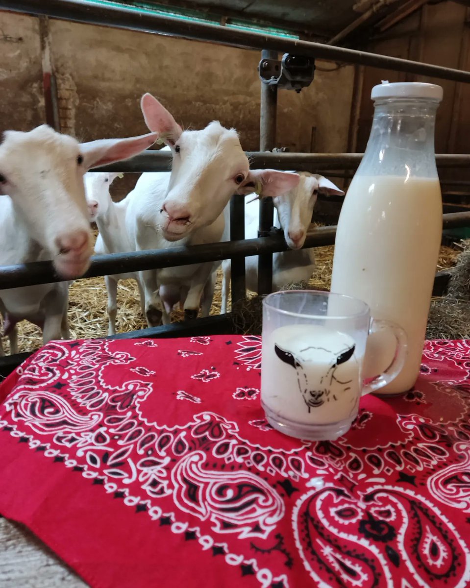 #WorldMilkDay #goats #milkday