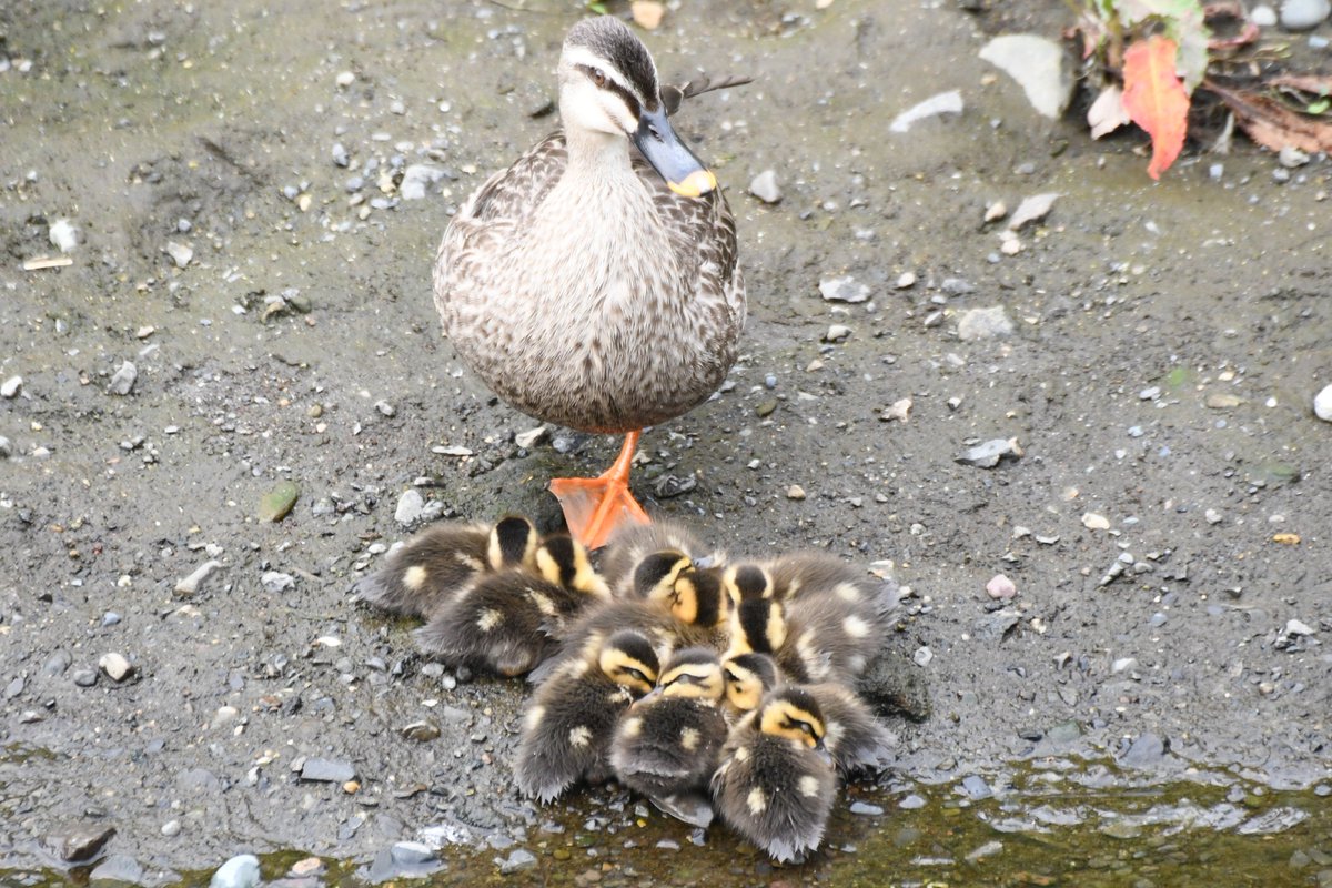 カルガモ母　監視中！！
子供たちがお昼寝中です。・・・静かにね・・！

Ｒ５．５．２８　恩田川
＃野鳥写真　＃野鳥観察　＃birds　＃カルガモ　＃spotbilledduck