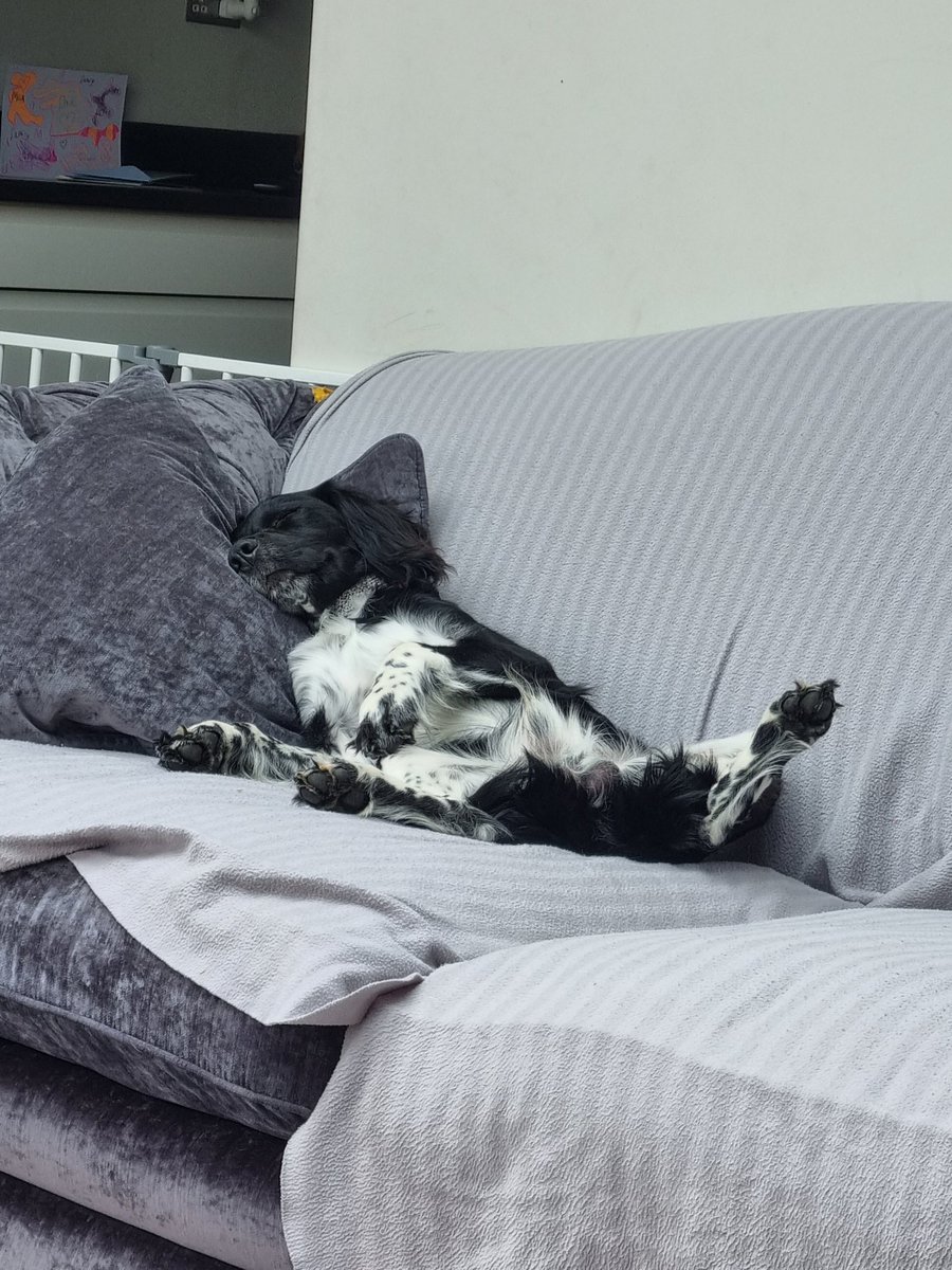 Someone's had a busy morning 😴
It's a pups life 🤣

#englishspringerspaniel