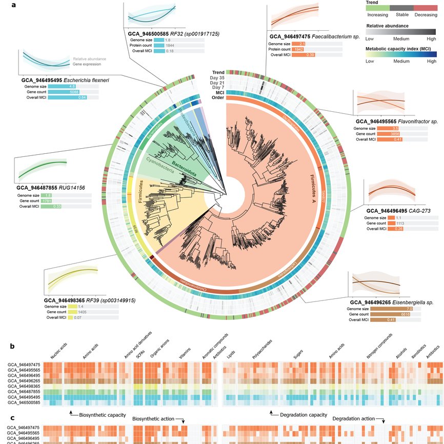 The preprint of our surprising finding on the association between host growth and reduced metabolic capacity of the gut microbiota is now available at @researchsquare. Well done team @evohologen and @HoloFood_EU! researchsquare.com/article/rs-288…