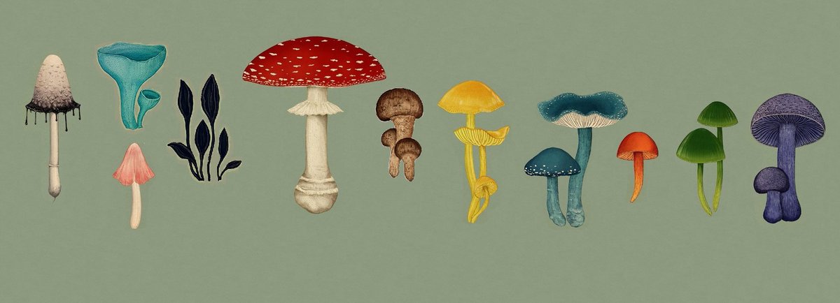 #PrideMonth but make it mushroomy If there isanything in the world that is Queer as fuck, its fungi: totally screwing with your binaries, your ciseries and notions of biological sex-eries. Brace yourself from some Fungal Queerness on the tweetiverse this month.