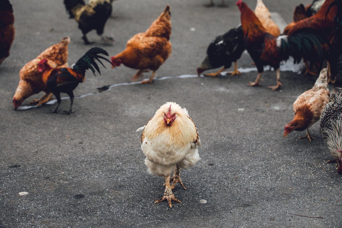 It took me two hours to grill the chicken the other day, and it still didn’t tell me why it crossed the road. 😂 #Jokes #BackyardOasis #Grills #Grilled #TheOutdoorKitchenFactory