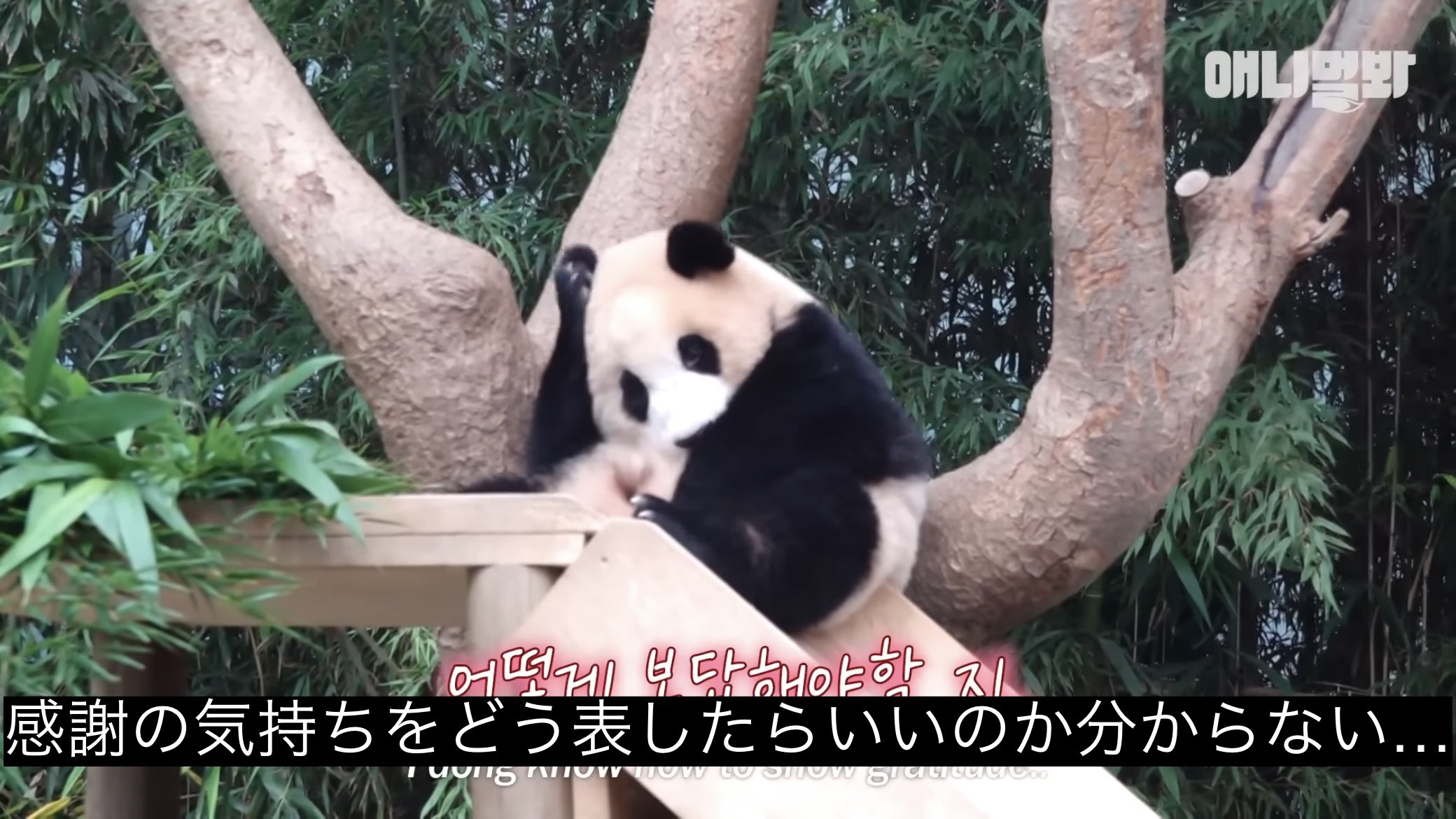 パンダ 8点おまとめリクエスト tnYlY9FqwwHXeJsK.jpg