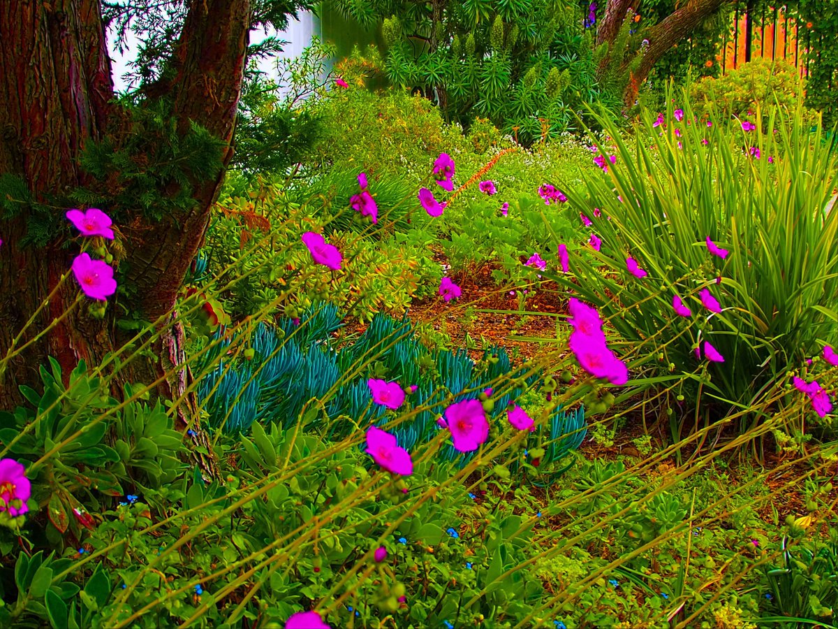 Floating 
Photographer Jon Pinter 
#nature #naturephotography #garden #gardening #sandiegolife #sandiegophotographer #sandiegophotography
#socalphotographer #socal #mysdphoto #photography #photographyisanart #fotografie  #sandiego #socal #california #olympus #olympusphotography