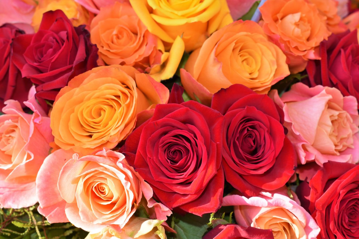 Happy June! June's birth month flower is the rose. Not any rose in particular, which is a good thing because there are well over 30,000 varieties of roses! #SouthFlorals #HappinessInBloom #FlowerOfTheMonth #June
