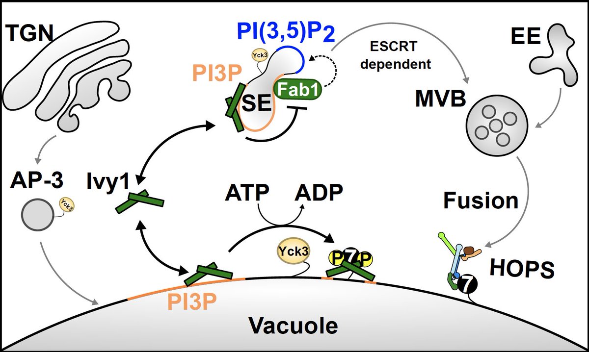 jhschaef's tweet image. Happy to have contributed to our latest paper with @UngermannLab @LarsLangemeyer @MoellerGroup spearheaded by Twitterless Sophie Grziwa.
Yck3 regulates membrane trafficking by phosphorylating I-BAR protein Ivy1. doi.org/10.1242/jcs.26…