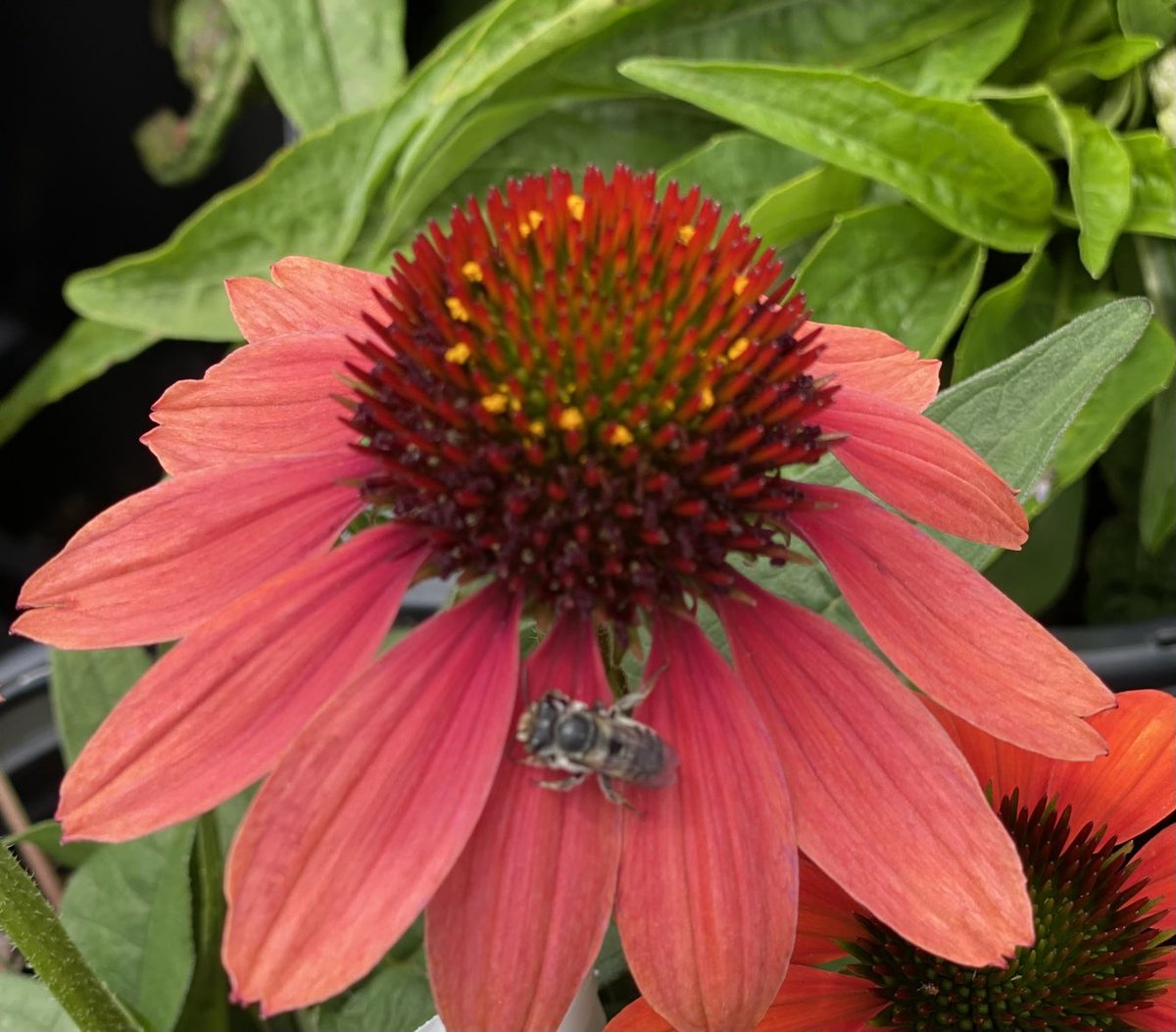 Coneflower with a bonus #pollinator. Happy Friday! #TGIF #Bee #Flower #GardeningTwitter #MasterGardener