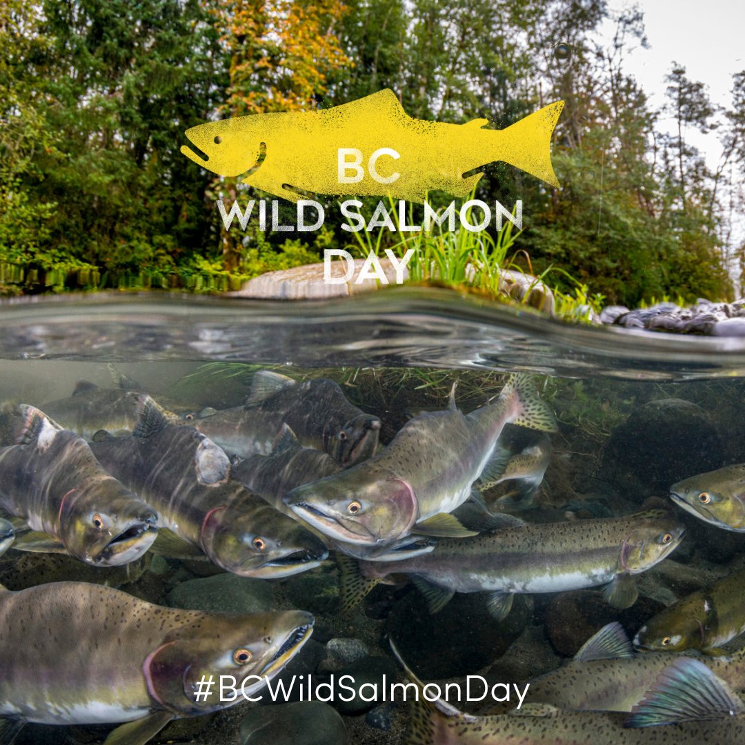 PACIFIC SALMON FOUNDATION tweet media