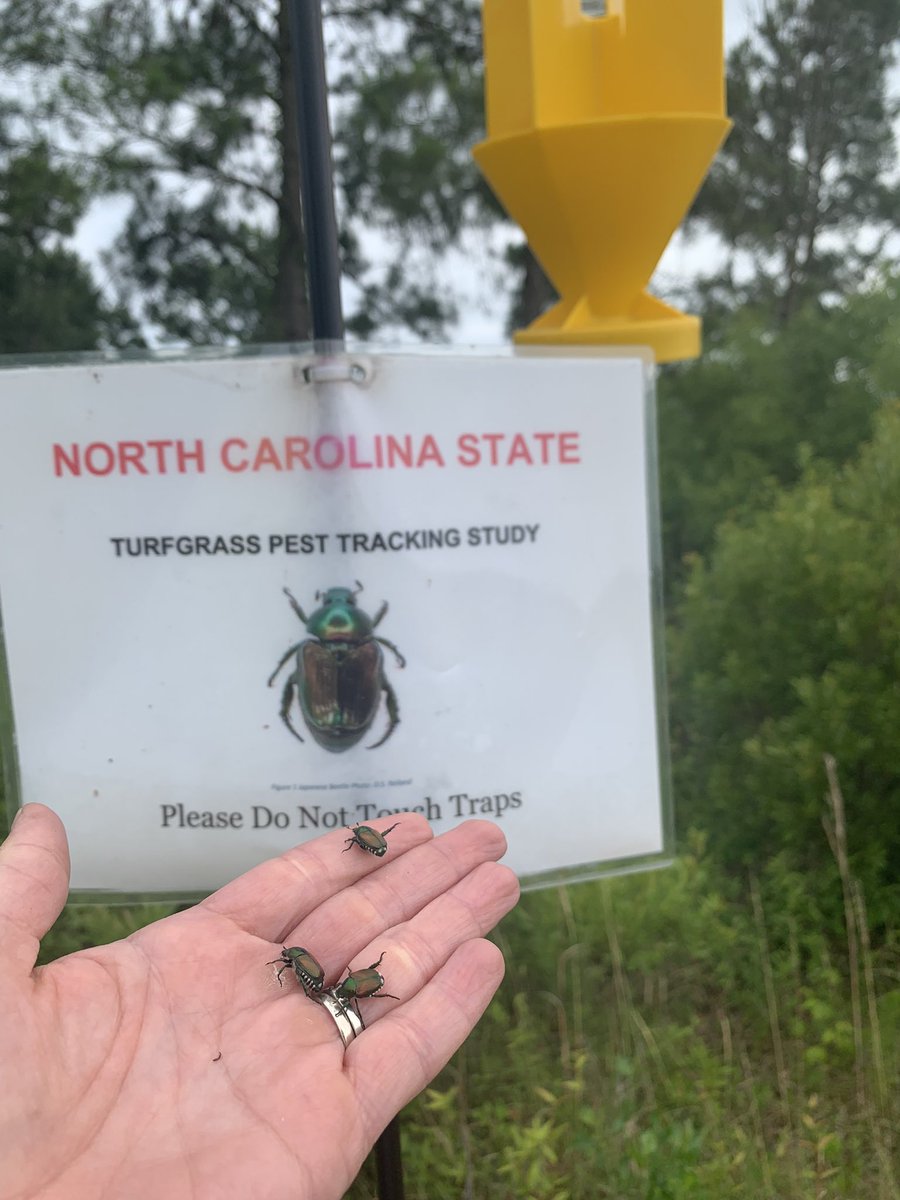 BugDoc_'s tweet image. They’re here - Japanese beetles made their presence known in Pender County, NC last week. Follow @TheTerriBee and the NC State Turf Bugs tracking maps for more!