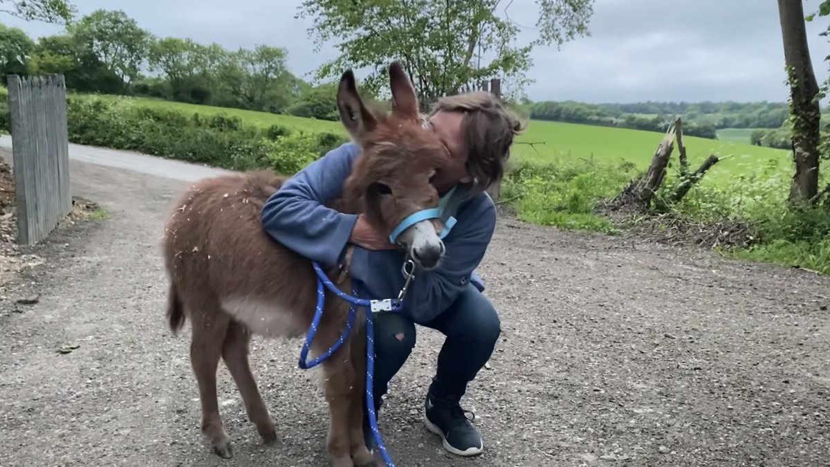 ‘Beyond thrilled’ as tiny stolen donkey foal returns home trib.al/ftSsUGp