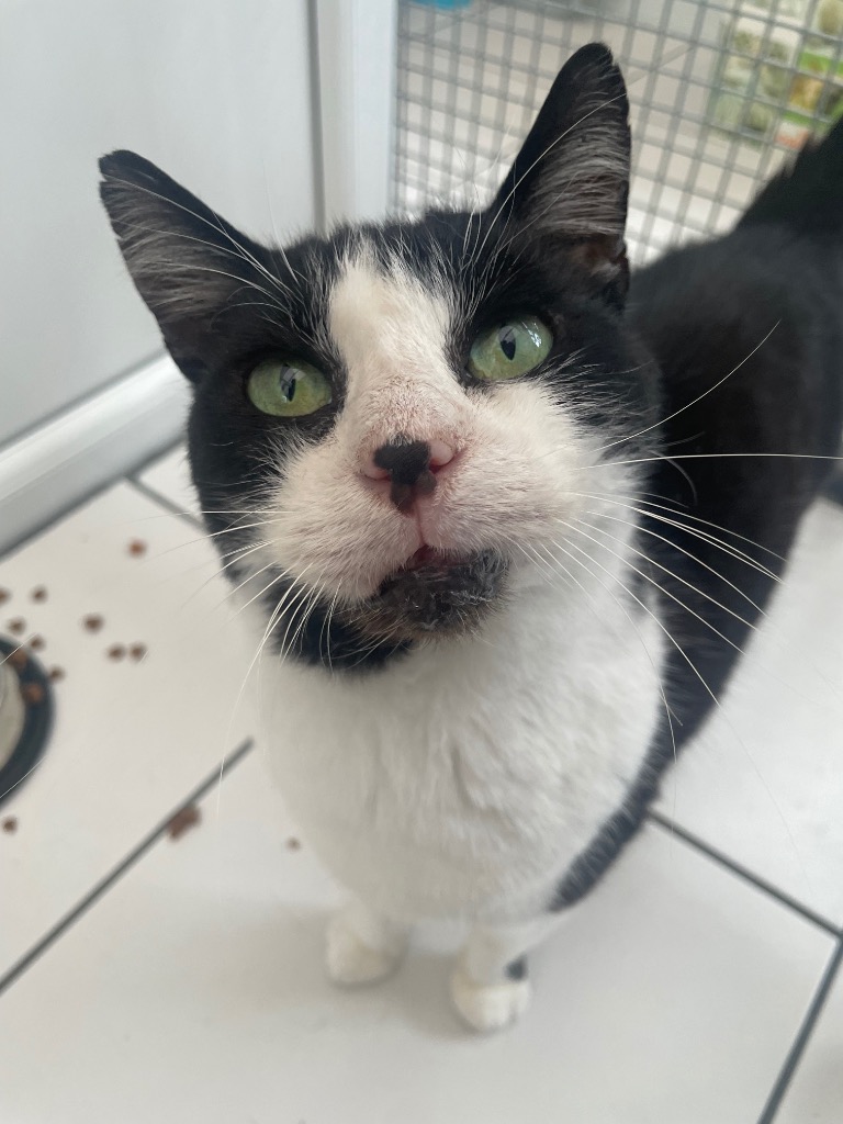 Say hello to Sam who is looking for his furever hoomans! Sam is 6 and a super friendly boy. Sam will need to be the only pet, however he does have a soft spot for children so he would be happy to go to a home with them. Please apply to adopt him today! 😸

yorkshirecatrescue.org/asm-animal?she…