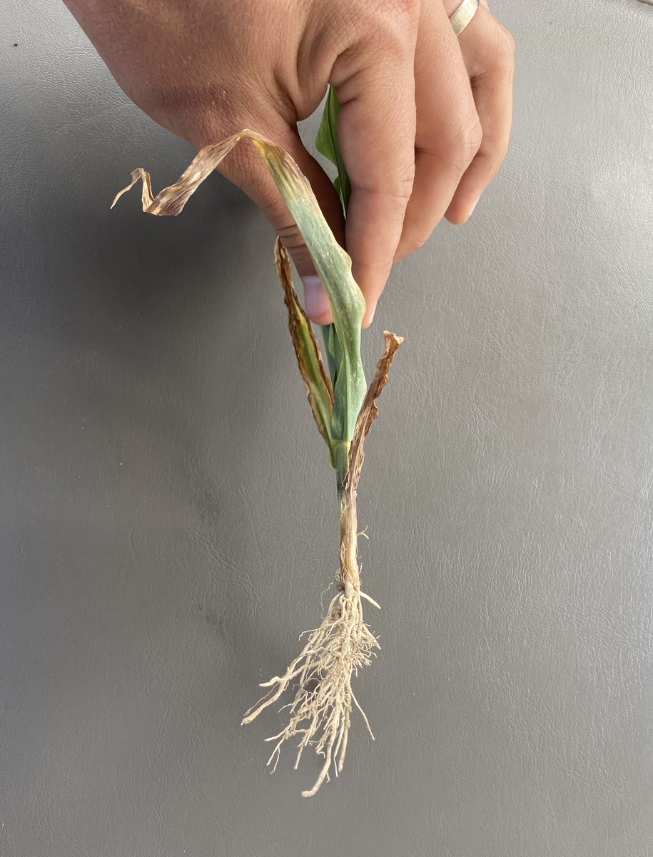 Several calls this week on sick corn. K deficiency each time. This time due to sidewall compaction as shown by these paintbrush roots. K demand in corn increases in later veg. stages. True soil K deficiency exists, but foliar symptoms often due to restricted root growth.