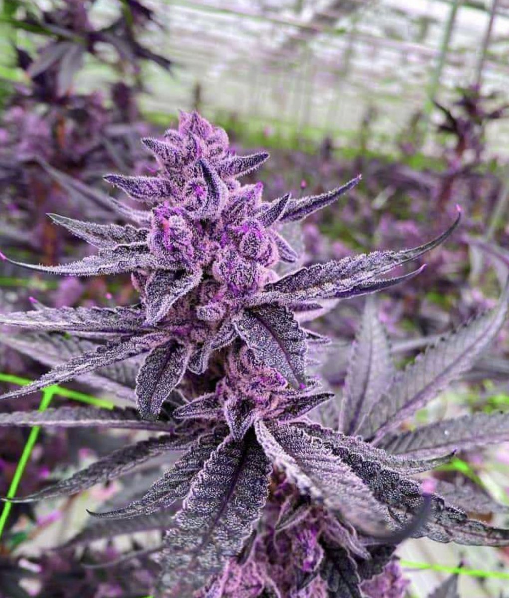 Buenos días ☀️ ✌️✌️✌️
💜💜💜cultivo purpura🤩