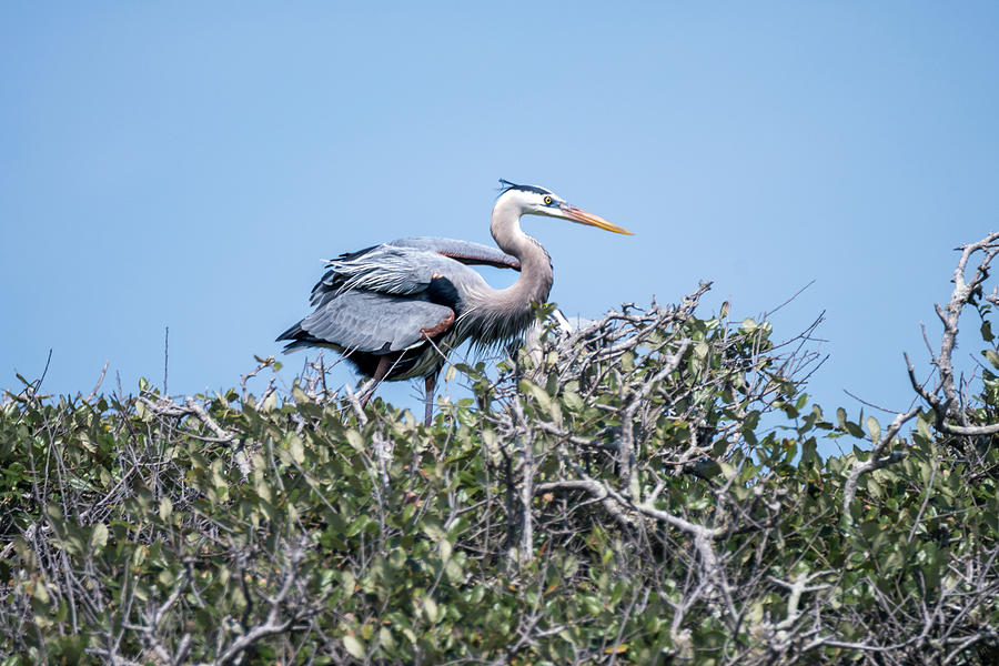 In Rockport, TX, a 9 acre park of coastal windswept Live Oaks where many Great Blue Herons nest yearly. 

Heron Keeping Watch Over the Nest ©Debra Martz debra-martz.pixels.com/featured/heron…

#GreatBlueHeron #Heron #nesting #birds #aves #Avian #featheredFriends #birdPhotography  #BuyIntoArt