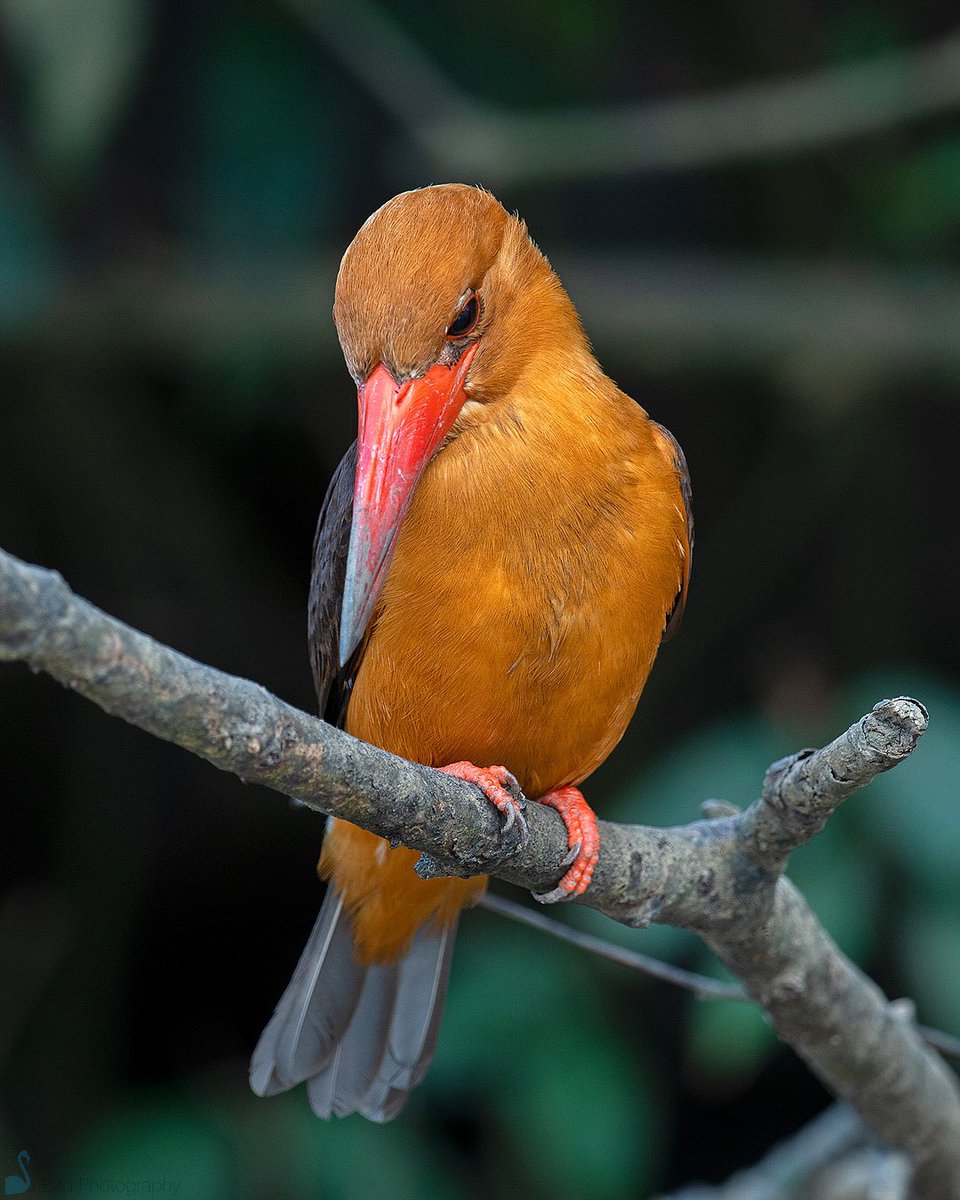 The Brown-winged Kingfisher (Pelargopsis amauroptera) found mainly in coastal regions like mangroves, tidal forest, mudflats, estuaries and brackish creeks, along the north and eastern coasts of the Bay of Bengal, occurring in the Indian subcontinent

#IndiAves