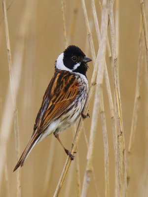 #Bruant des roseaux (Emberiza schoeniclus)
oiseaux.net/oiseaux/bruant…