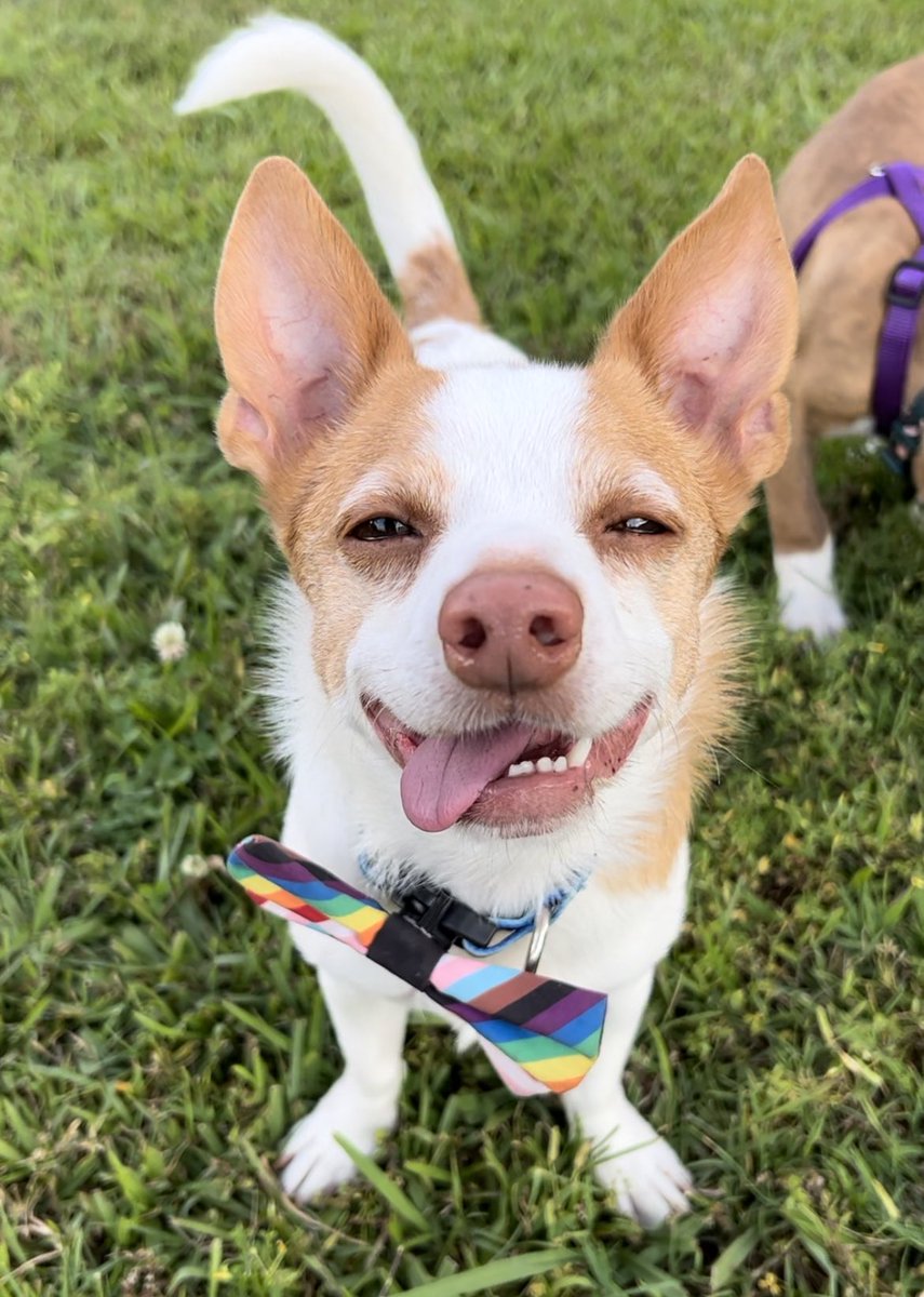 BarkyBo's tweet photo. Happy #PrideMonth y’all! https://t.co/1fvkXu9Qlg