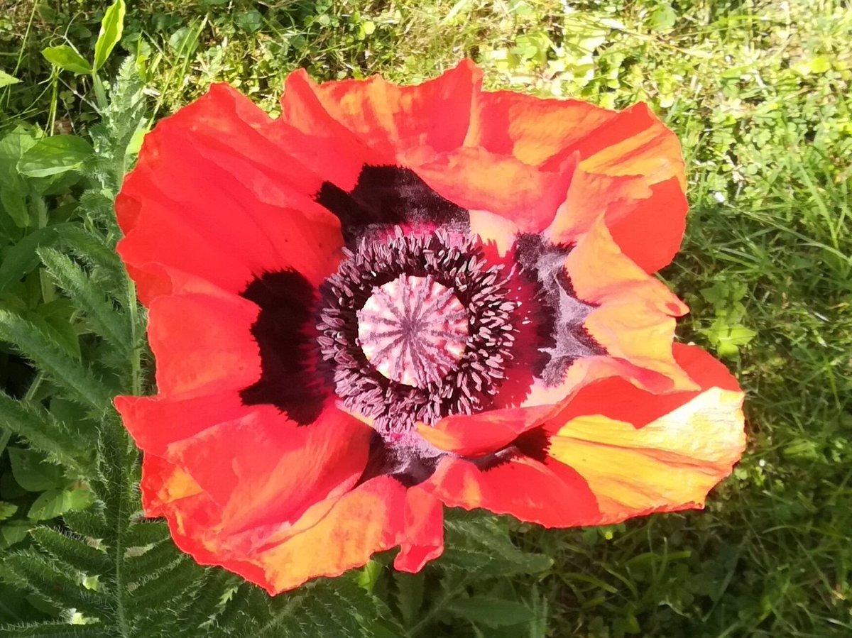 Roter Mohn(d), du stehst so stille.