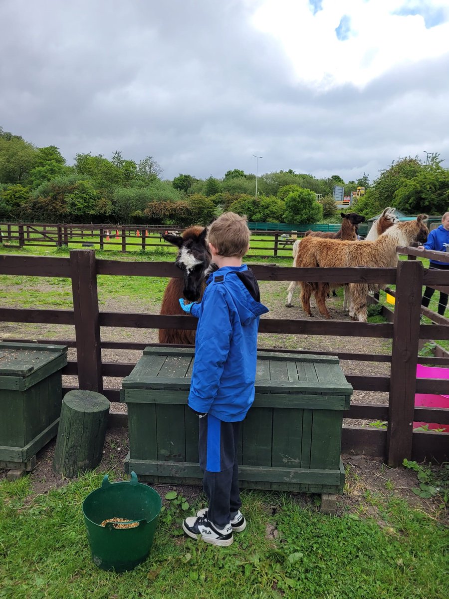 CatZeroOfficial's tweet photo. Today, our Children in Need programme participants had a fantastic time at Humber Llamas. Thank you, as always, to Zoey and the team! #llamas #catzero #makingnewfriends https://t.co/vHzdyc2HZo