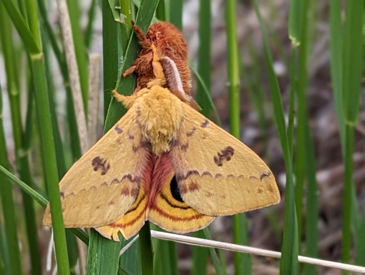 LoryStatePark's tweet photo. As Miller Moths migrate into our homes we want to remind you that they are pollinators and are also an essential protein snack for many other wildlife species (like bats!) Here's a photo of a Cecrops Eyed Silk Moth to help get rid of your moth heebie-jeebies. https://t.co/W2ZuJhrZwc