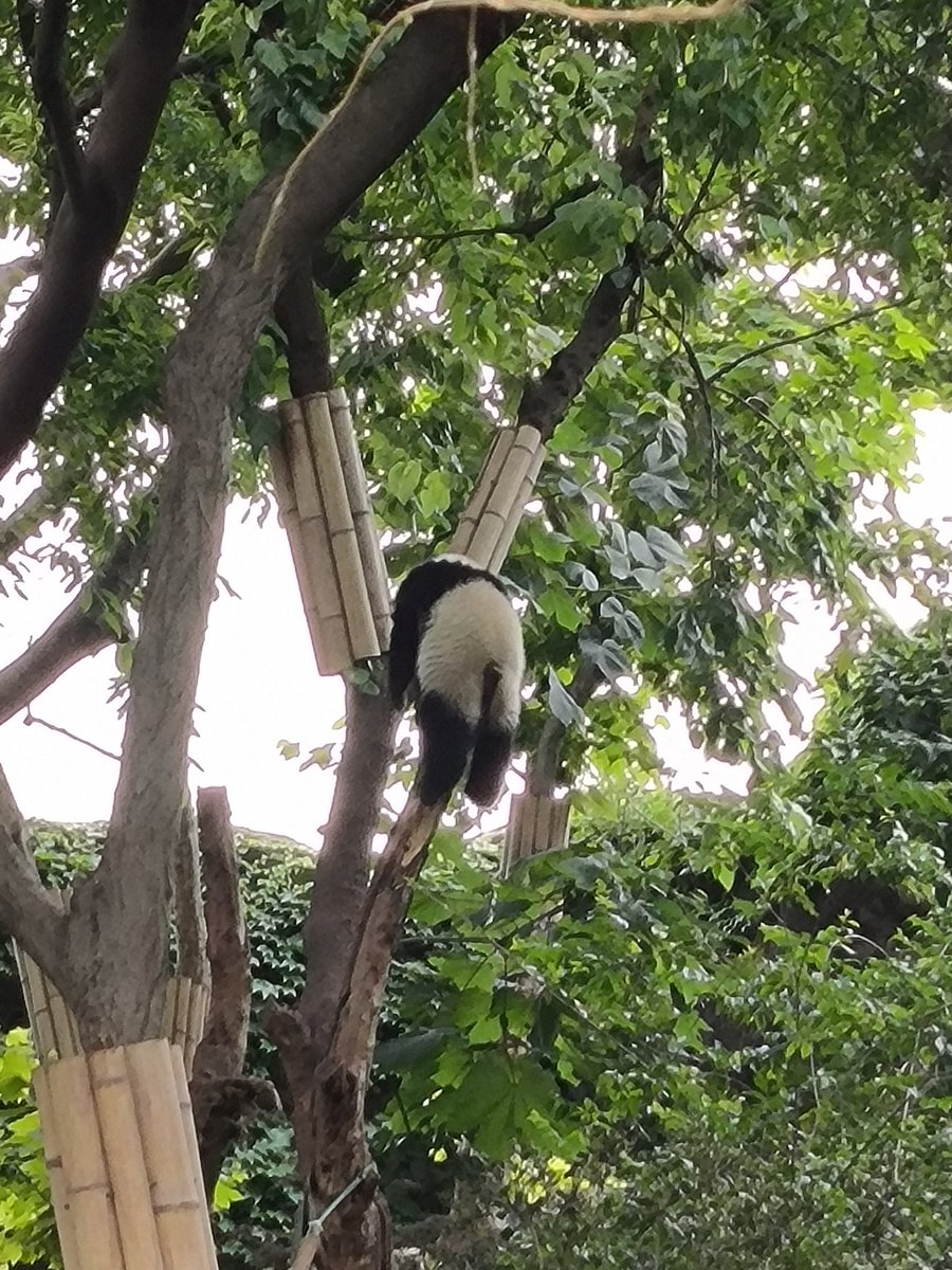 阿森2430 tweet media