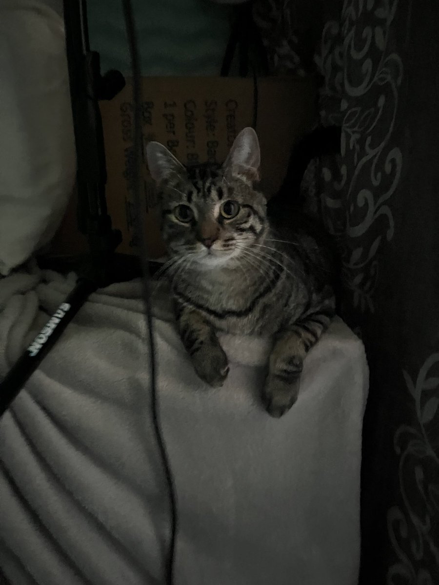 BIG news in the works rn- in the meantime, enjoy my boy being a VA himself