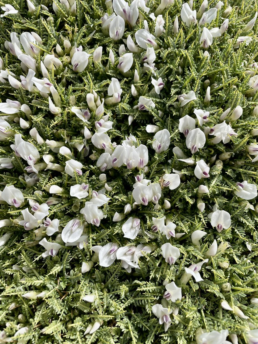 Patrick Gale tweet media