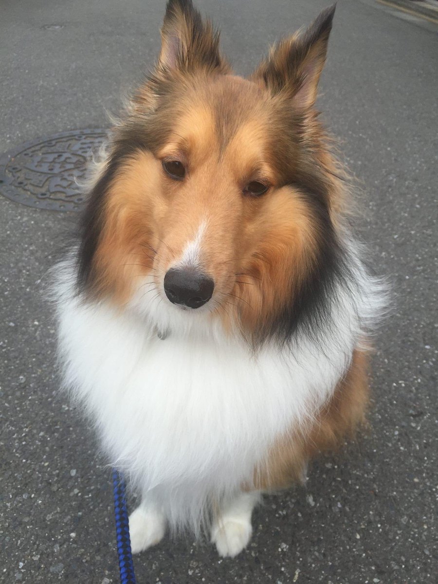 karmann_m's tweet photo. 今日はシェルティの日

もし僕がシェルティじゃなかったとしても、きっと飼い主ぃは僕にメロメロ
なんだワン。

惚れられすぎて困ったワン。

#シェルティの日2023
#シェルティの日 
#internationalsheltieday2023
#internationalsheltieday https://t.co/gcdQXChquY
