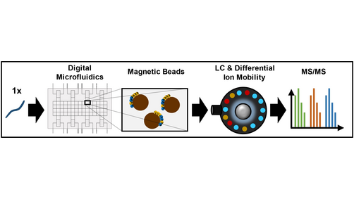 Angewandte Chemie (@angew_chem) on Twitter photo Digital Microfluidics and Magnetic Bead-Based Intact Proteoform Elution for Quantitative Top-down Nanoproteomics of Single C. elegans Nematodes (Andreas Tholey and co-workers) <a href="/PingvinEl/">Jan Leipert</a> #openaccess thanks to #projektDEAL onlinelibrary.wiley.com/doi/10.1002/an… Digital Microfluidics and Magnetic Bead-Based Intact Proteoform Elution for Quantitative Top-down Nanoproteomics of Single C. elegans Nematodes (Andreas Tholey and co-workers) <a href="/PingvinEl/">Jan Leipert</a> #openaccess thanks to #projektDEAL onlinelibrary.wiley.com/doi/10.1002/an…