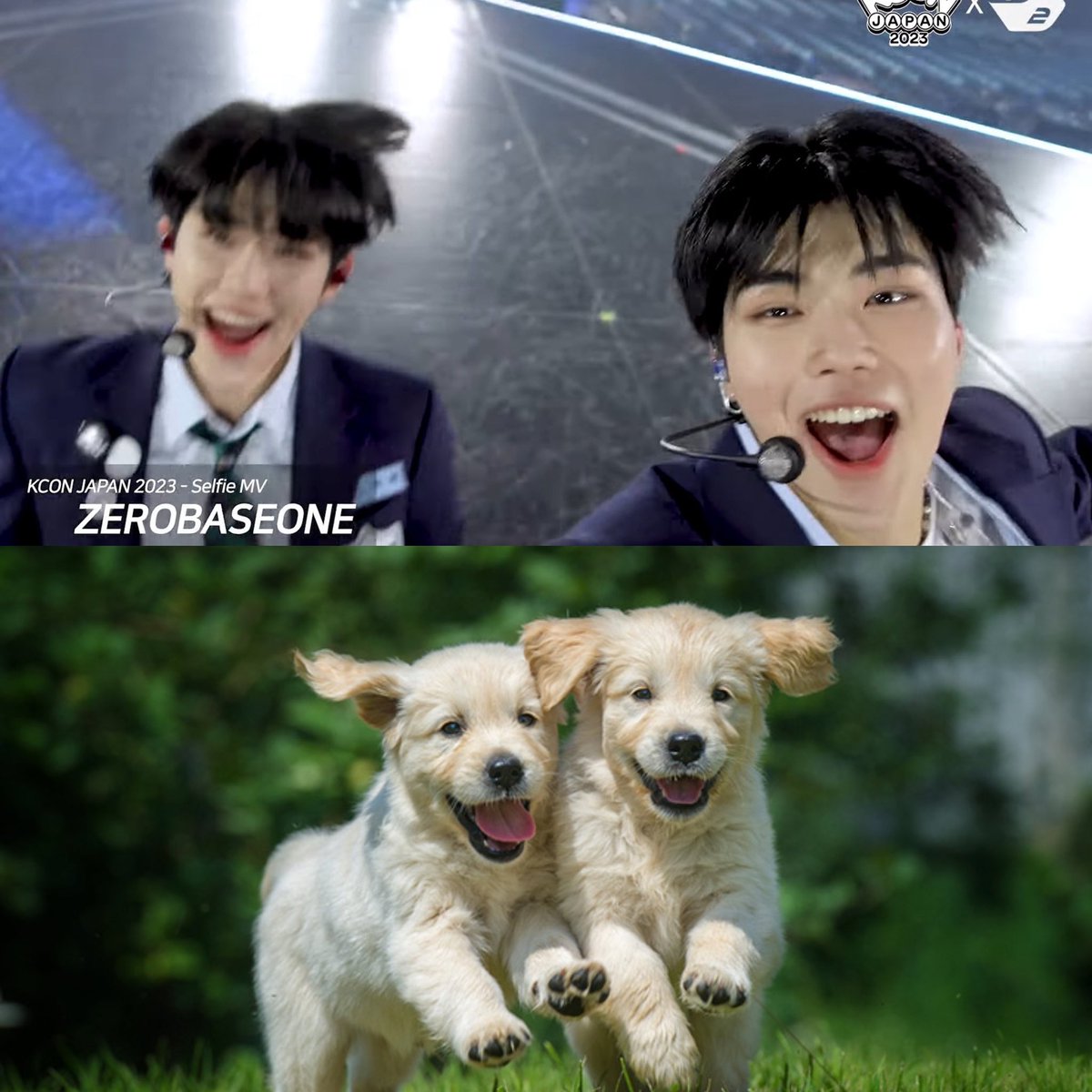 gunwooktabetai's tweet photo. 犬の方々 https://t.co/yQwa7w33bO