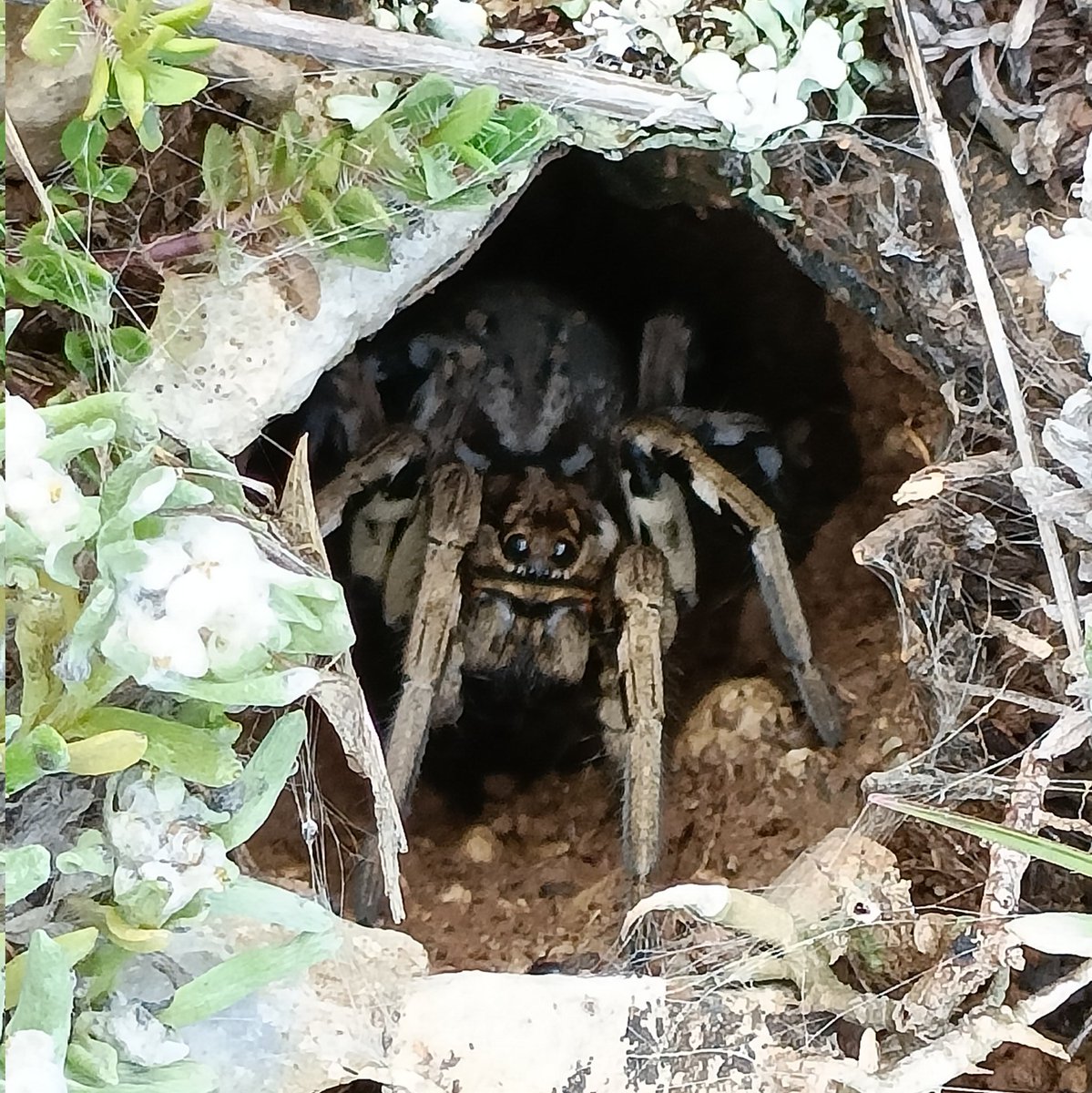 a Tarantula Wolf Spider, checking us out from her burrow on the Causse du Larzac #Lycosatarantula #WildlifeTravelling #Cevennes