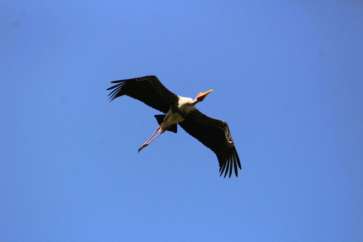 Painted Stork in-flight #inflight #birdphotography #paintedstork #animalphotography