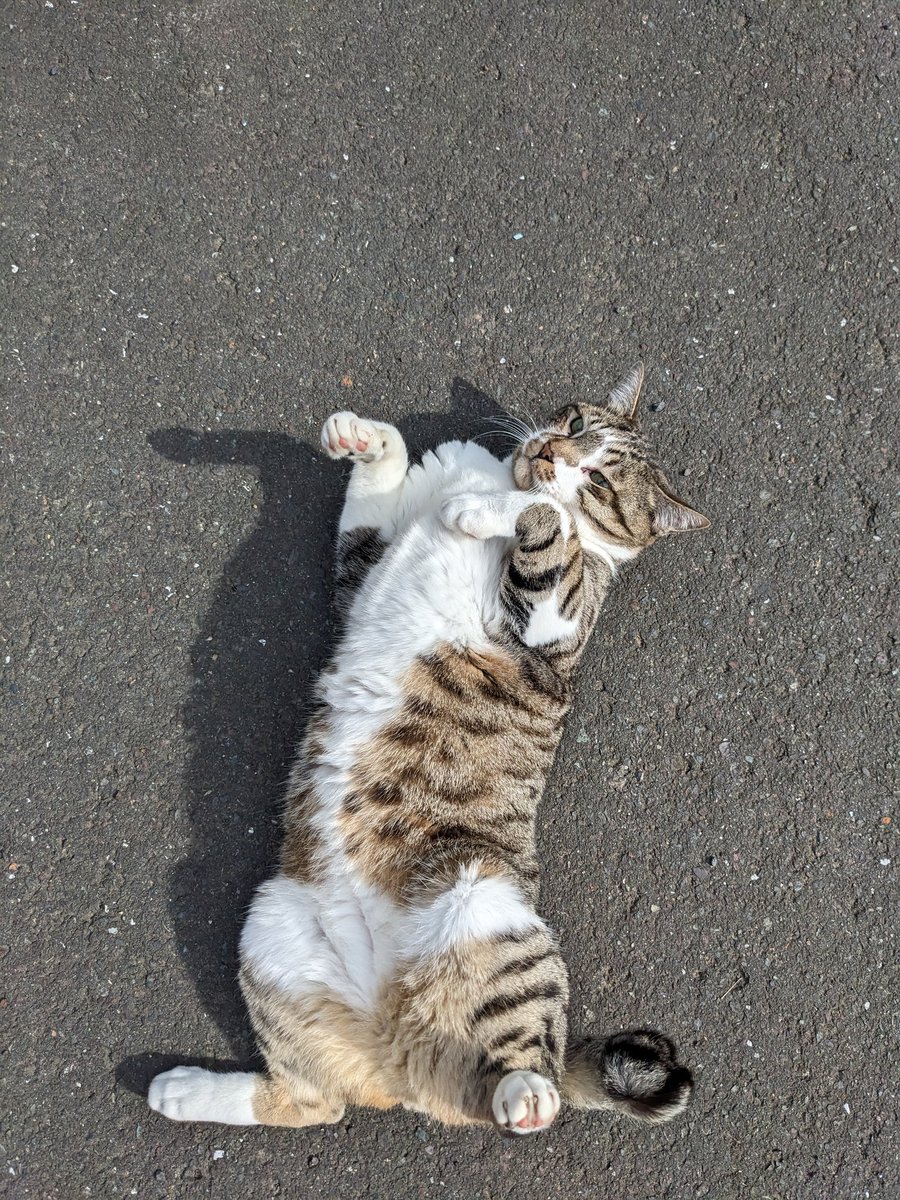 IEF_NGEEANN's tweet photo. A friend visiting our house called him "Chonky" and i think it's a brilliant nickname for him. Yuno-AKA-Chonky. https://t.co/EvKvviinIj