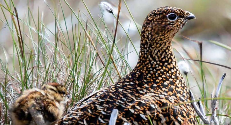 When habitat and predation management ended, the Berwyn Hills fell silent, but with the right approach, birdlife can be restored. Read the full story here: gwct.org.uk/blogs/news/202…