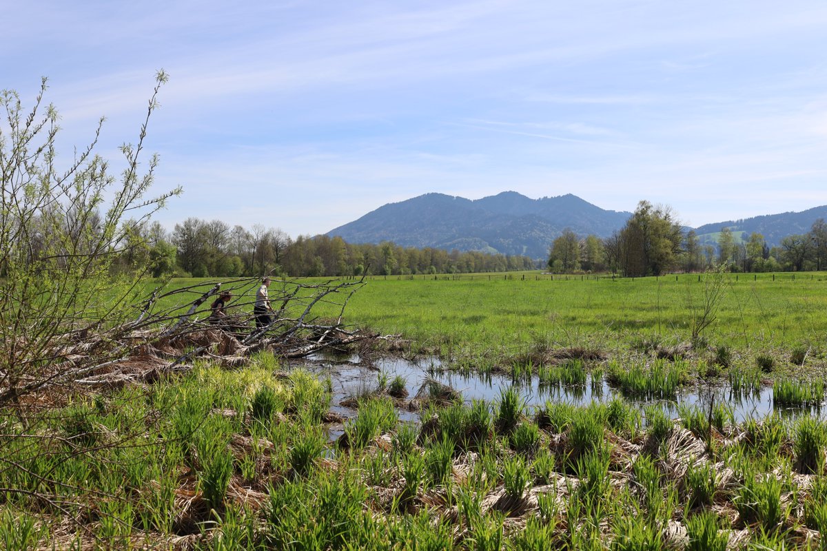 🌱 #Peatlands play a key role in the #Alps, especially the conservation of #Biodiversity! Our #SoilProtection Working Group  recently visited the Losaich-Kochelsee marshland in southern Germany, which is home to many unique & endangered species.

#WorldPeatlandsDay