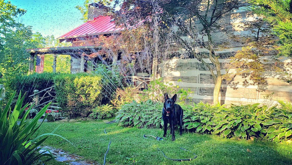 Enjoying some morning sprinkler time 🙃