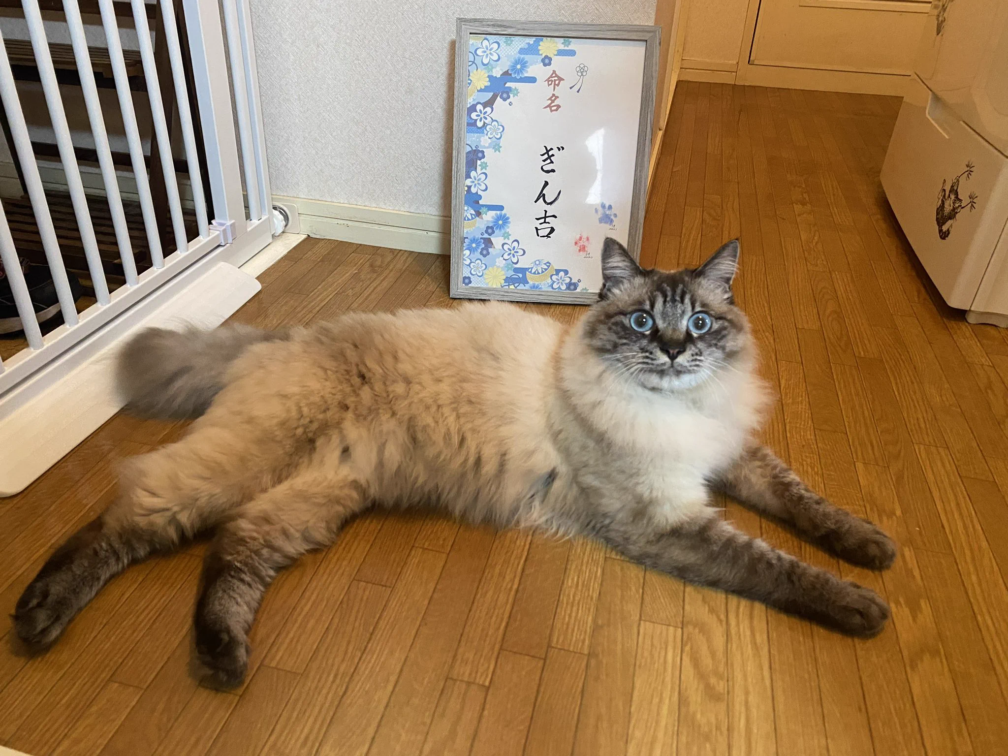 クラファンで購入してお迎え記念日で使わせていただきました！ﾒﾁｬｲｲ!  