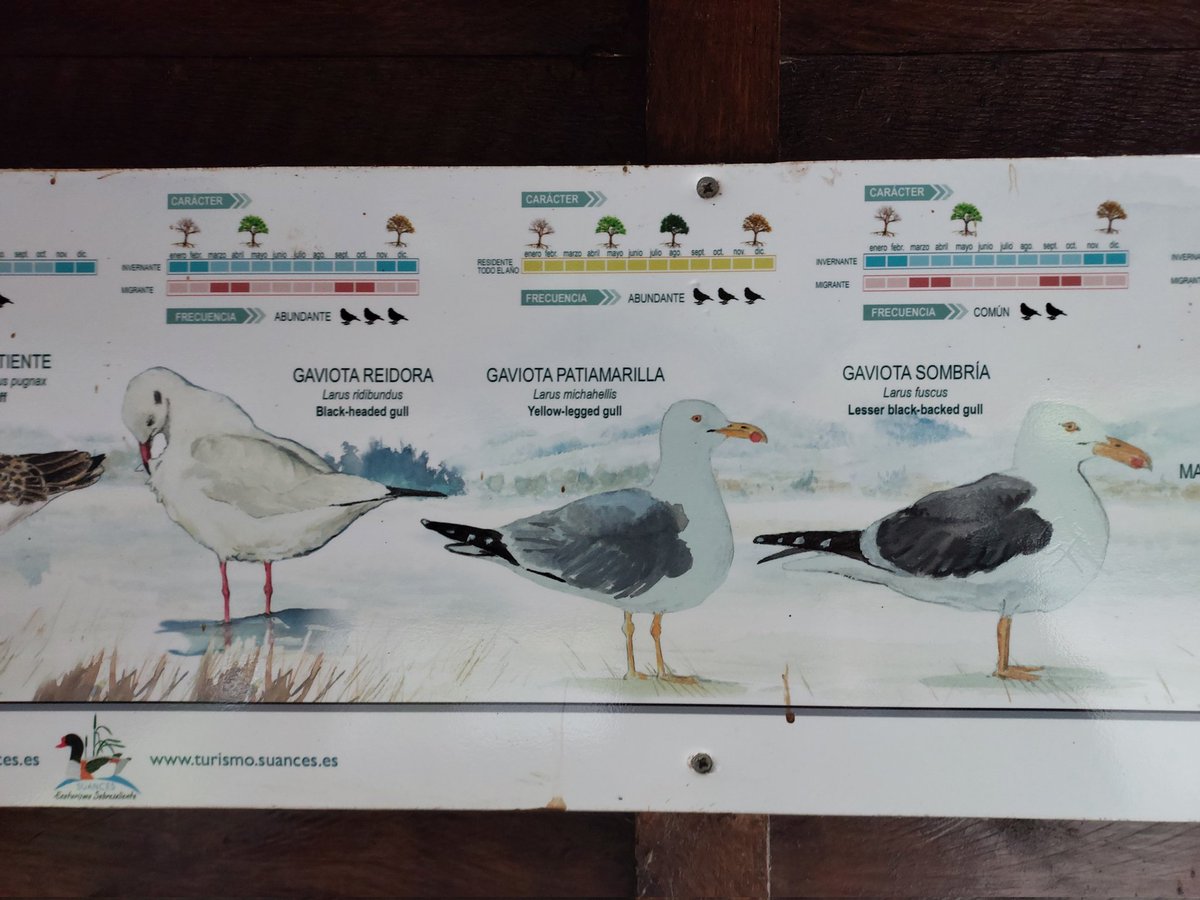 Animalistas Euskadi tweet media