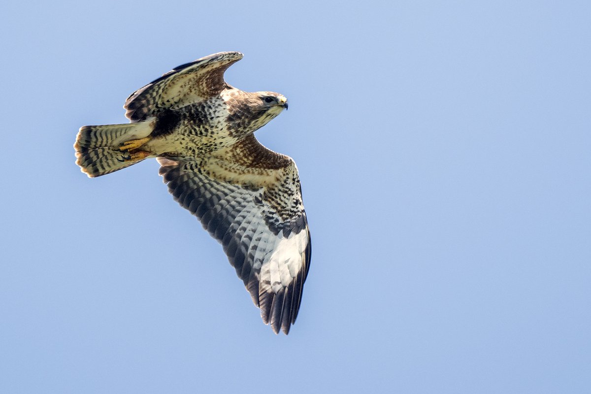 Some things I've never photographed before - only the 3rd Fox I've ever seen. The first Buzzard I've photographed, and I was very chuffed to see a Chough.