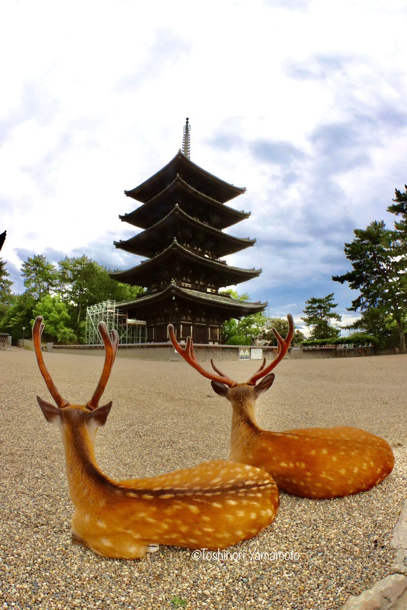nara_yamamoto's tweet image. 興福寺・五重塔とエビフライ。
もうすぐ120年ぶりの大規模修理が始まるので、こうした風景も暫くのお預けになります。